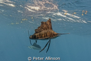 sailfish by Peter Allinson 